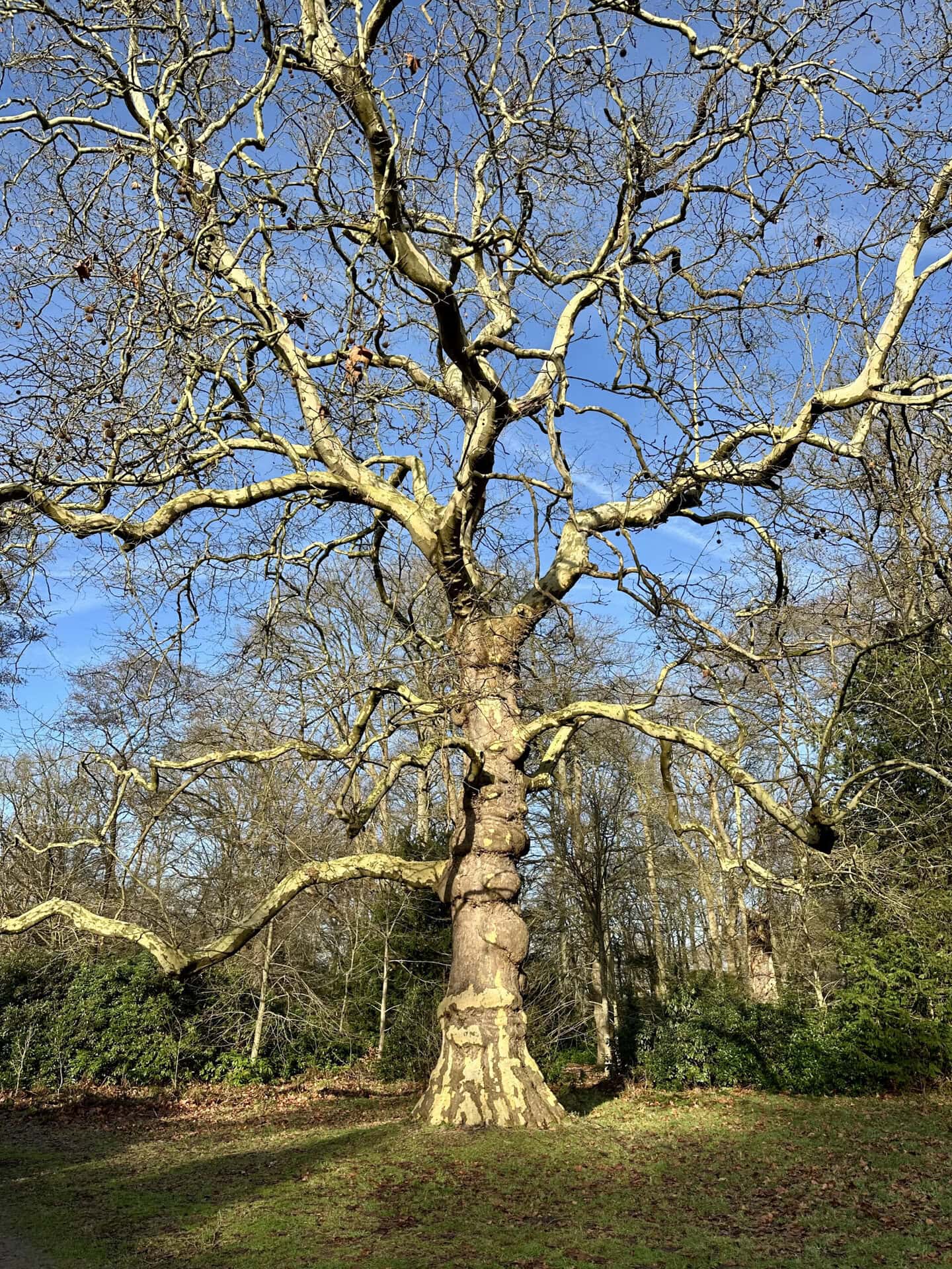 Bomenroute 's-Graveland